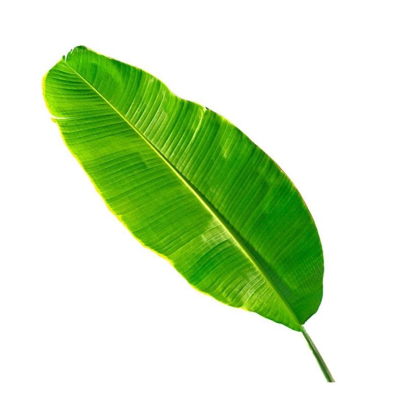 banana leaf