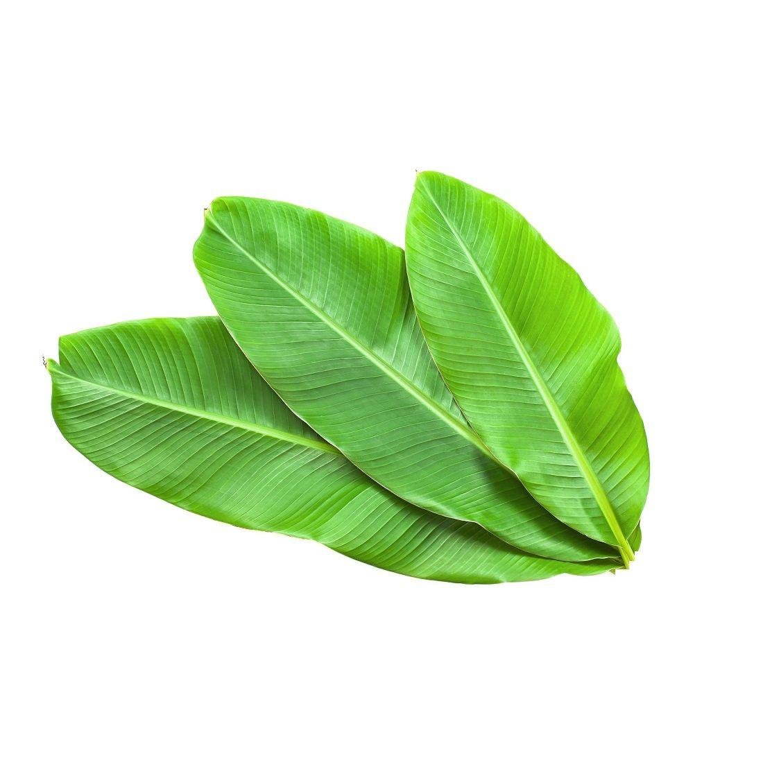fresh leaf