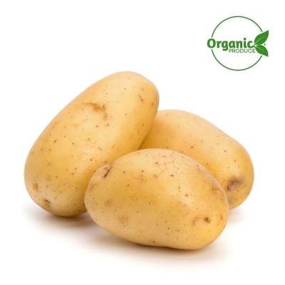 potato