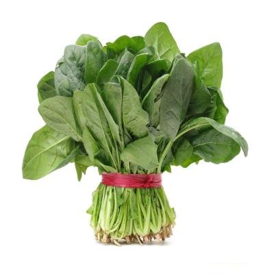 spanich leaf