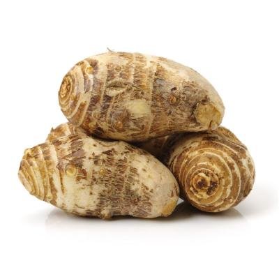 tara root